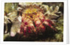 Hermit Crab by Anonymous