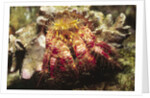 Hermit Crab by Anonymous