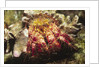 Hermit Crab by Anonymous