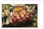 Hermit Crab by Anonymous