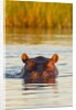 Hippopotamus in water by Anonymous