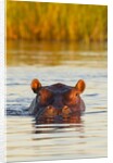 Hippopotamus in water by Anonymous