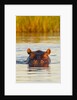 Hippopotamus in water by Anonymous
