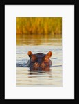 Hippopotamus in water by Anonymous