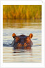 Hippopotamus in water by Anonymous