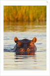 Hippopotamus in water by Anonymous