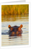 Hippopotamus in water by Anonymous