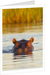 Hippopotamus in water by Anonymous