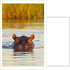 Hippopotamus in water by Anonymous