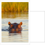 Hippopotamus in water by Anonymous