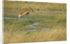 Southern lechwe jumping by Anonymous
