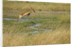 Southern lechwe jumping by Anonymous