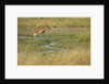 Southern lechwe jumping by Anonymous