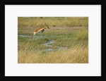Southern lechwe jumping by Anonymous