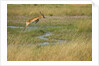 Southern lechwe jumping by Anonymous