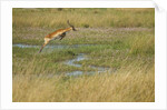Southern lechwe jumping by Anonymous