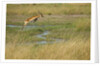 Southern lechwe jumping by Anonymous