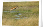 Southern lechwe jumping by Anonymous