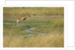 Southern lechwe jumping by Anonymous