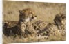 Cheetahs by Anonymous