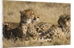 Cheetahs by Anonymous