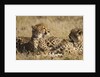 Cheetahs by Anonymous