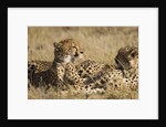 Cheetahs by Anonymous