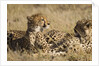 Cheetahs by Anonymous