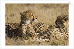 Cheetahs by Anonymous