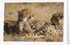 Cheetahs by Anonymous