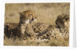 Cheetahs by Anonymous