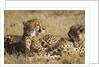 Cheetahs by Anonymous