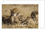 Cheetahs by Anonymous