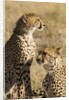 Cheetahs by Anonymous