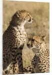 Cheetahs by Anonymous