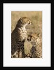 Cheetahs by Anonymous