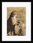 Cheetahs by Anonymous