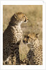 Cheetahs by Anonymous