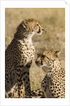 Cheetahs by Anonymous