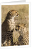 Cheetahs by Anonymous