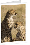 Cheetahs by Anonymous