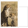 Cheetahs by Anonymous