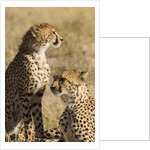 Cheetahs by Anonymous