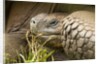 Galapagos giant tortoise by Anonymous