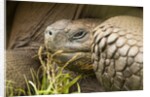 Galapagos giant tortoise by Anonymous