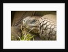Galapagos giant tortoise by Anonymous