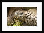 Galapagos giant tortoise by Anonymous