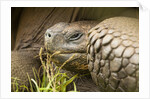 Galapagos giant tortoise by Anonymous