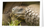 Galapagos giant tortoise by Anonymous