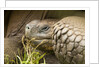 Galapagos giant tortoise by Anonymous